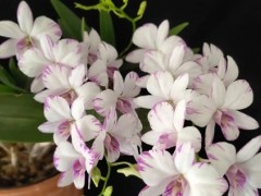 (陽臺風(fēng)水布局)陽臺種什么花對風(fēng)水好 陽臺種什么花風(fēng)水好又旺財