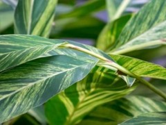 (萬年青客廳擺放風(fēng)水禁忌)萬年青可以放在客廳嗎 萬年青在客廳擺放位置